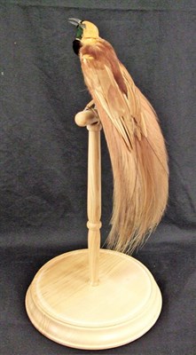 Lot 2214 - Taxidermy: A Victorian Count Raggiana's Bird-of-Paradise (Paradisaea raggiana), circa 1880-1900, in