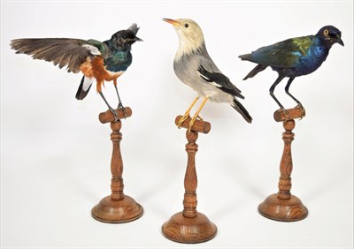 Lot 2215 - Taxidermy: Three Victorian Starlings, circa 1880-1900, in the style of Deyrolle, Paris,...