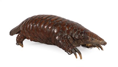 Lot 2218 - Taxidermy: Giant Ground Pangolin (Mantis gigantea), circa 1872-1890, from the Historical...