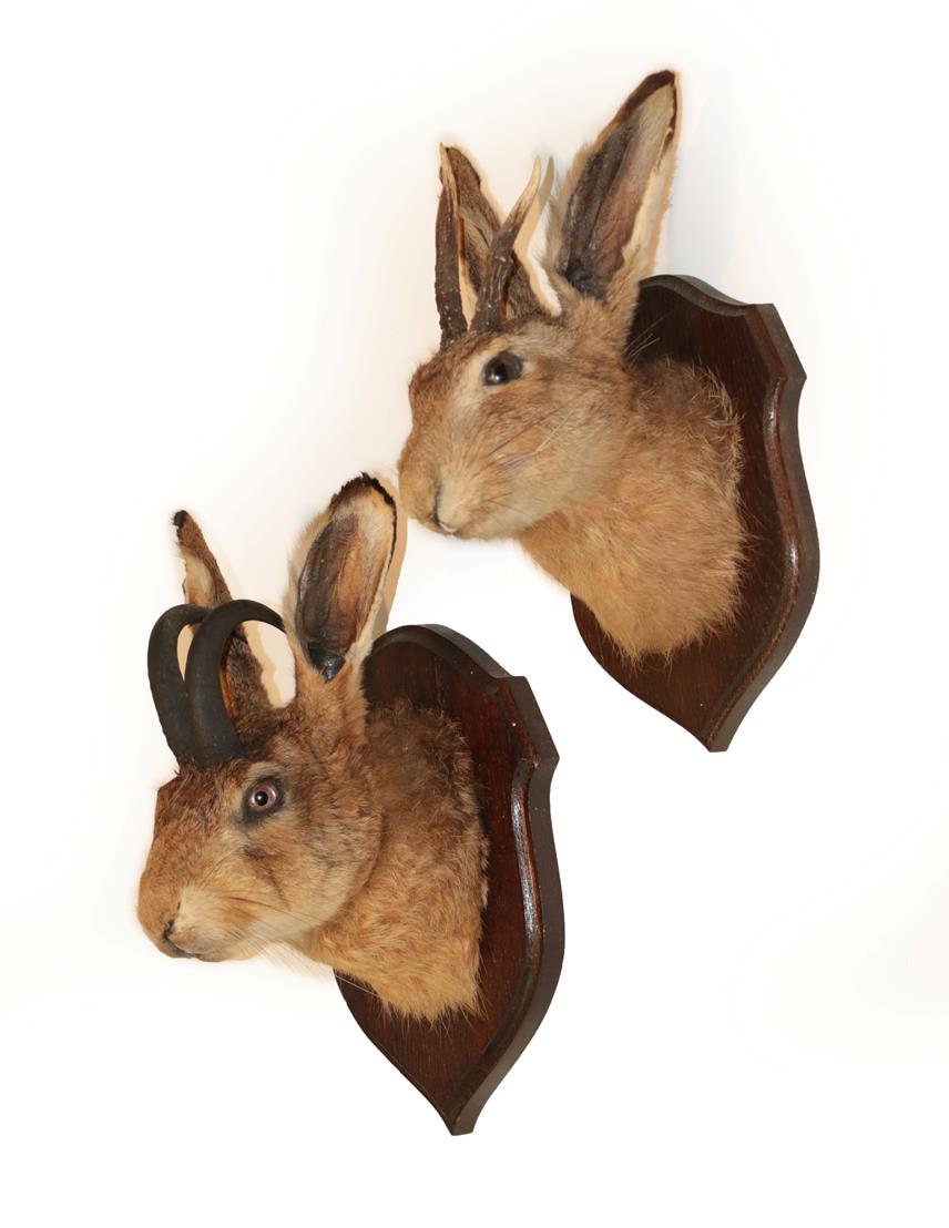 Lot 2221 - Taxidermy: A Pair of Jackalopes, modern, a pair of hybrid mythical Hares, one example mounted...