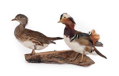 Lot 2222 - Taxidermy: A Pair of Mandarin Ducks (Aix galericulata), modern, a pair of full mounts male and...