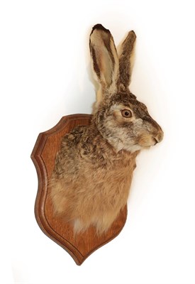 Lot 2223 - Taxidermy: European Hare (Lupus timidus), circa late 20th century, adult shoulder mount with...