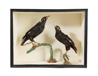 Lot 2226 - Taxidermy: A Cased Pair of Common Hill Myna Birds (Gracula religiosa), circa 1880-1900, in the...