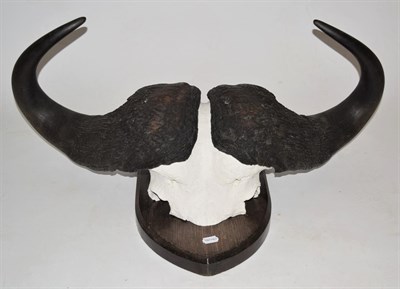 Lot 2229 - Horns/Skulls: Cape Buffalo Horns (Syncerus caffer), circa mid 20th century, large adult bull...
