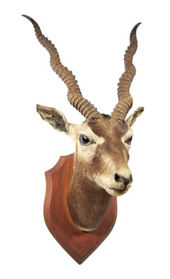 Lot 2230 - Taxidermy: Indian Blackbuck (Antilope cervicapra), circa 1930, adult neck mount on shield,...