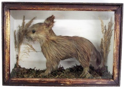 Lot 2231 - Taxidermy: A Victorian Yorkshire Terrier (Canis lupus familiaris), by J. Bigges, stuffed,...