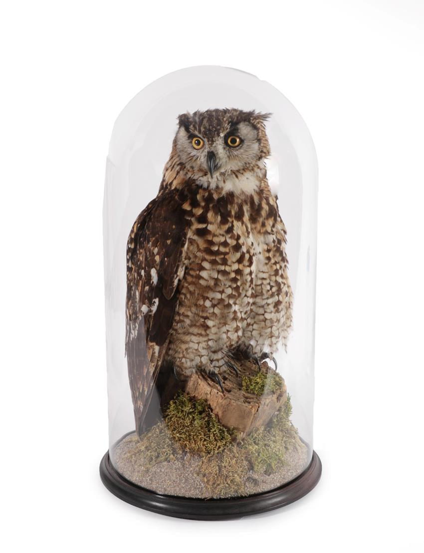 Lot 2234 - Taxidermy: Mackinder's Eagle-Owl (Bubo mackinderi), modern, captive bred, by A.J. Armitstead,...