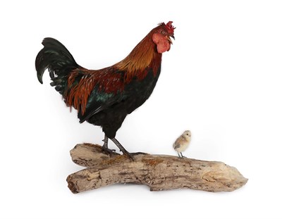Lot 2236 - Taxidermy: Cockerel and Chick (Gallus gallus domesticus), modern, by A.J. Armitstead, Taxidermist &