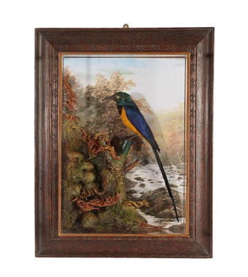 Lot 2239 - Taxidermy: A Wall Cased Golden-Breasted Starling (Lamprotornis regius), circa 2020, by A.J....