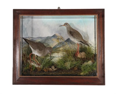Lot 2240 - Taxidermy: A Wall Cased Pair of Common Redshanks (Tringa totanus), circa 2019, by A.J....