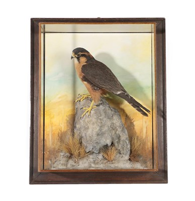 Lot 2241 - Taxidermy: A Wall Cased Aplomado Falcon (Falco femoralis), circa 2015, captive bred, by A.J....