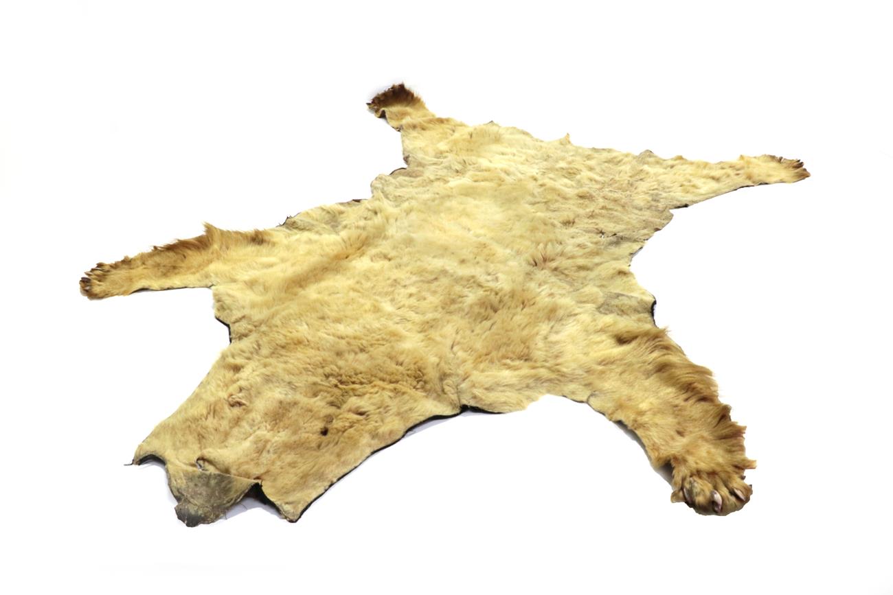 Lot 2242 - Taxidermy: Brown Bear Skin Rug (Ursus arctos), circa 1920-1930, juvenile flat skin rug with...