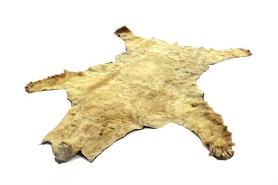 Lot 2242 - Taxidermy: Brown Bear Skin Rug (Ursus arctos), circa 1920-1930, juvenile flat skin rug with...