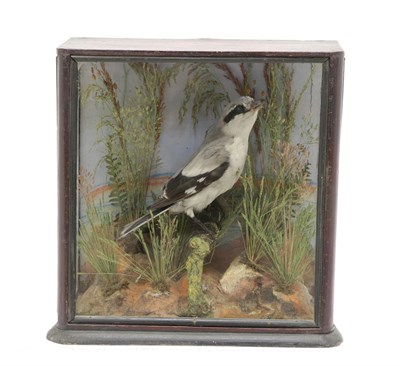 Lot 2244 - Taxidermy: A Late Victorian Cased Great Grey Shrike (Lanius excubitor), circa 1880-1900, a full...