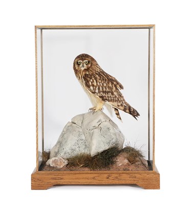 Lot 2246 - Taxidermy: A Cased Short-Eared Owl (Asio flammeus), circa 2016, by International Award Winning Bird