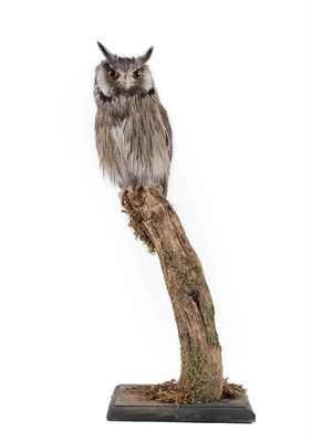 Lot 2247 - Taxidermy: Northern White-Faced Scops Owl (Ptilopsis leucotis), captive bred, circa 2019, by...