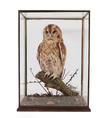 Lot 2248 - Taxidermy: A Cased Tawny Owl (Strix aluco), circa 1922-1930, by Rowland Ward, 167 Piccadilly,...