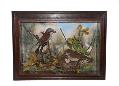 Lot 2250 - Taxidermy: A Wall Cased Pair of Red-Backed Shrikes (Lanius collurio), captive bred, circa 2019,...