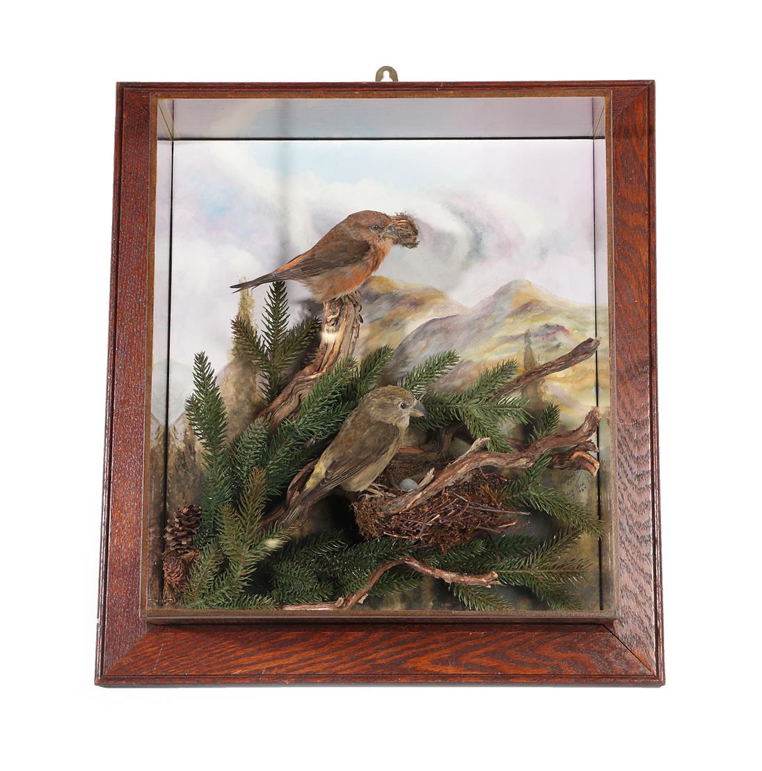 Lot 2251 - Taxidermy: A Pair of Wall Cased Common Crossbills (Loxia curvirostra), circa 2017, by A.J....
