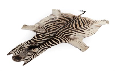 Lot 2258 - Taxidermy: Burchell's Zebra Skin (Equus quagga), circa early 21st century, a high quality...