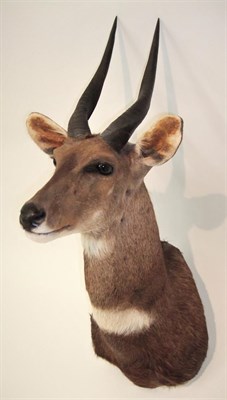 Lot 2259 - Taxidermy: Cape Bushbuck (Tragelaphus sylvaticus), circa 2008, South Africa, adult male...