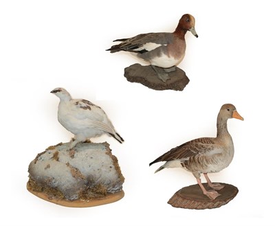 Lot 2260 - Taxidermy: European Game Birds, modern, comprising - Rock Ptarmigan, full mount adult stood...