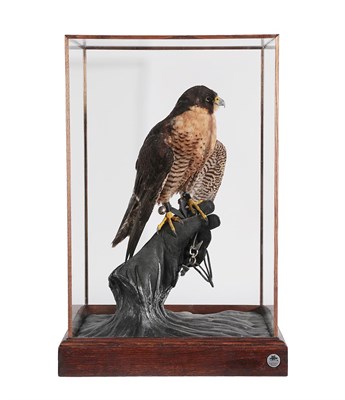 Lot 2261 - Taxidermy: Peregrine Falcon (Falco peregrinus), circa 2018, captive bred, mounted by Rob...