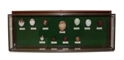Lot 2263 - Natural History: A Collection of Faux Birds Of Prey Eggs, mounted by Rob Marshall, Taxidermy,...