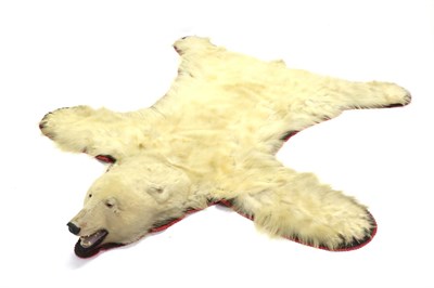 Lot 2266 - Taxidermy: Polar Bear Skin (Ursus maritimus), circa 1970, Alaska, young adult flat skin rug...