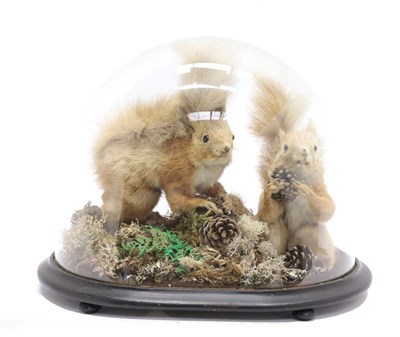 Lot 2267 - Taxidermy: A Victorian Domed Diorama of Red Squirrels (Sciurus vulgaris), a pair of full mount...