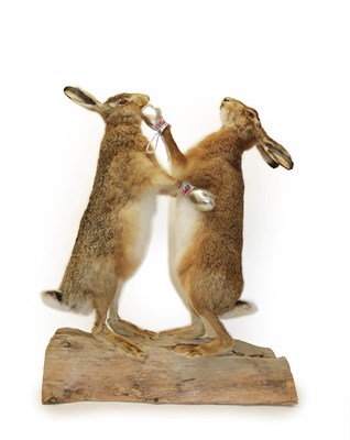 Lot 2269 - Taxidermy: A Pair of Boxing March Hares (Lupus timidus), modern, by Howard Bennett, Taxidermy,...