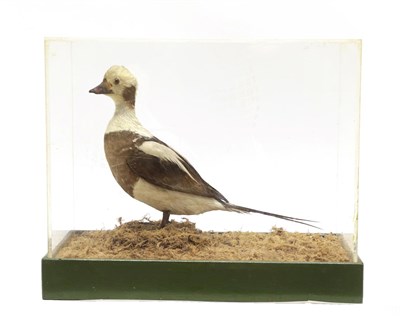 Lot 2274 - Taxidermy: Cased Long-Tailed Duck (Clangula hyemalis), circa 20th century, ex Cleveland County...