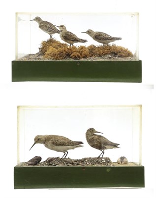 Lot 2275 - Taxidermy: Cased Diorama of Little Stints (Calidris minuta), circa 20th century, ex Cleveland...