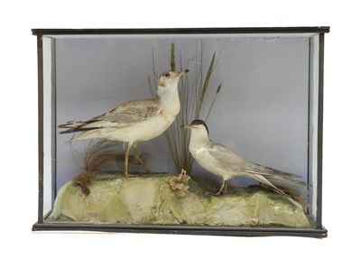 Lot 2276 - Taxidermy: A Cased Common Gull and Common Tern (Larus canus / Sterna hirundo), circa early 20th...