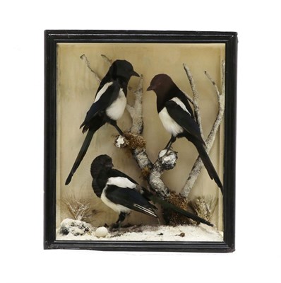 Lot 2277 - Taxidermy: A Diorama of Cased Magpies (Pica pica), circa mid-late 20th century, a trio of full...