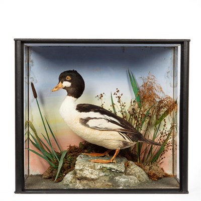 Lot 2279 - Taxidermy: A Cased Golden Eye Duck (Bucephala clangula), circa early 20th century, a full mount...