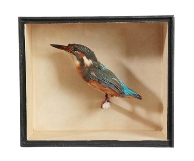 Lot 2280 - Taxidermy: A Small Cased European Kingfisher (Alcedo athis), circa 21st century, a period Victorian
