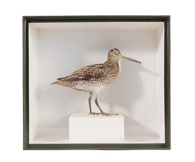 Lot 2283 - Taxidermy: A Cased Common Snipe (Gallinago gallinago), circa 21st century, a full mount adult...