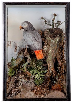 Lot 2285 - Taxidermy: A Cased African Grey Parrot (Psittacus erithacus), circa 1904 or earlier, by Peter...