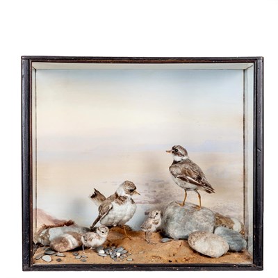 Lot 2286 - Taxidermy: A Cased Family Diorama of Ringed Plovers (Charadrius hiaticula), circa 1904 or...