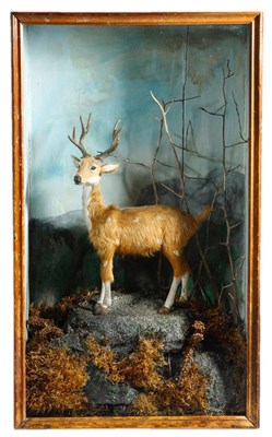 Lot 2287 - Natural History: A Cased Model of a Fallow Deer Stag, circa early-mid 20th century, an unusual...