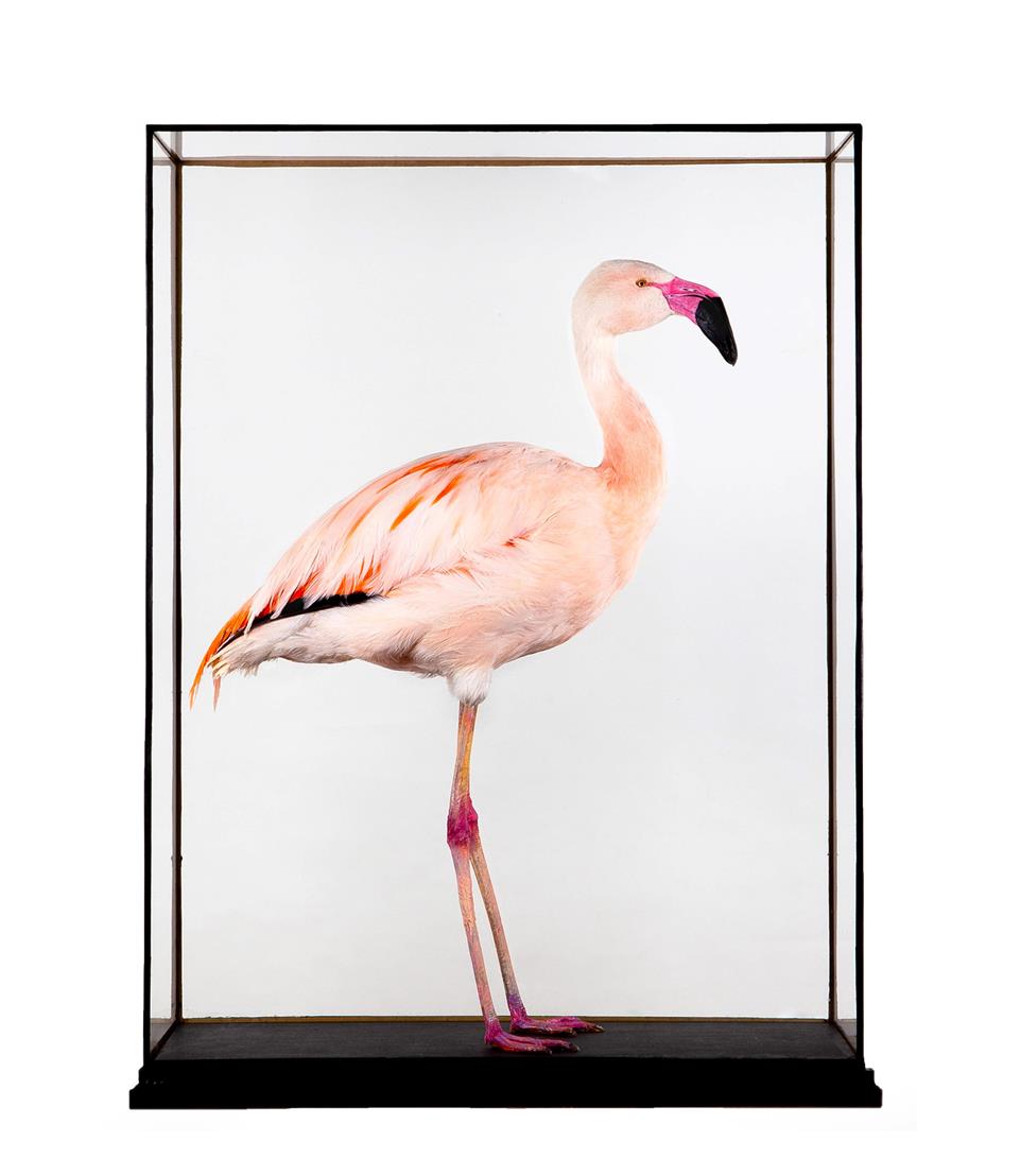 Lot 2298 - Taxidermy: A Large Cased Chilean Flamingo (Phoenicopterus chilensis), modern, by International...