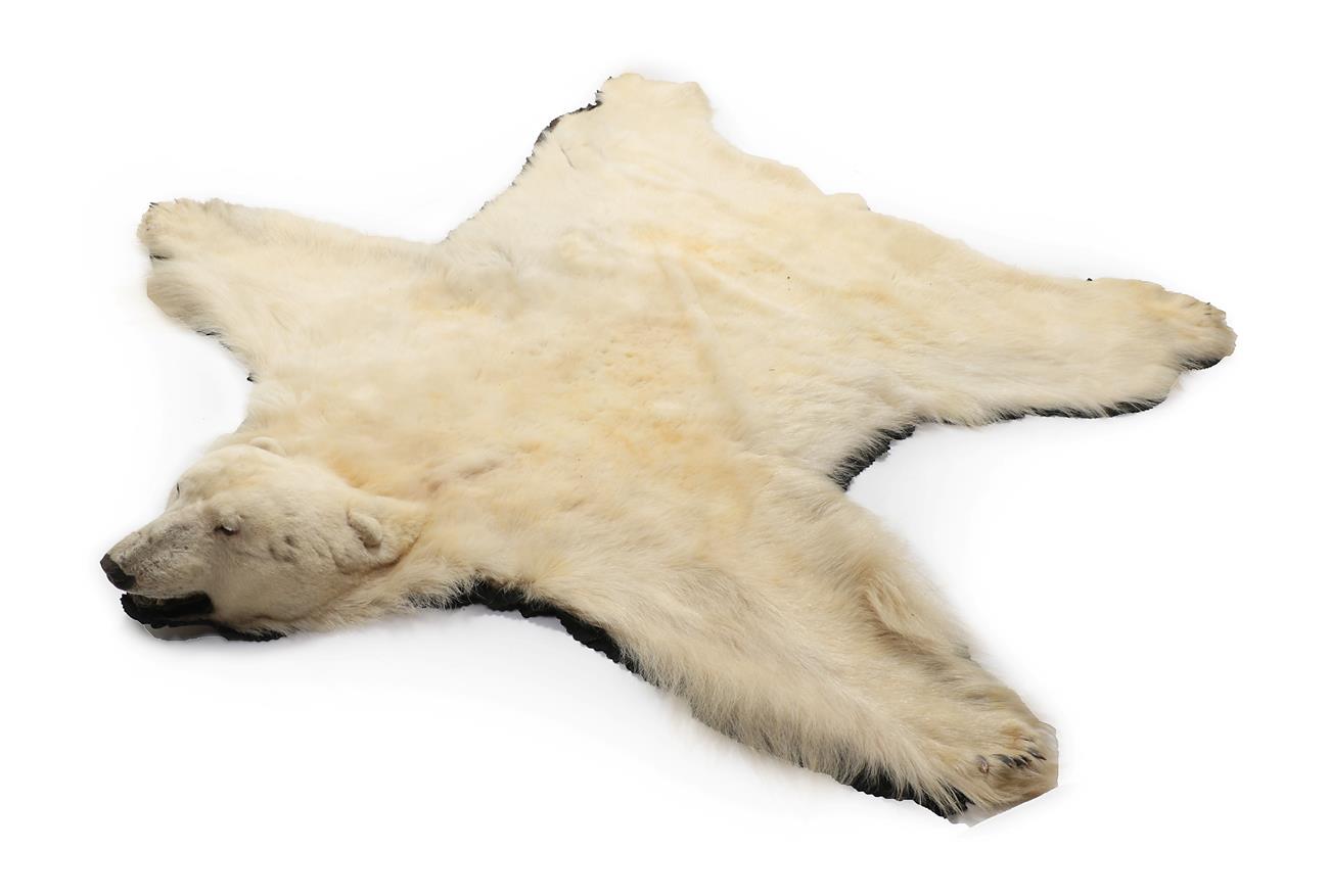 Lot 2317 - Taxidermy: Polar Bear Skin (Ursus maritimus), circa 1960, Povirnituq, Quebec, Canada, a large adult