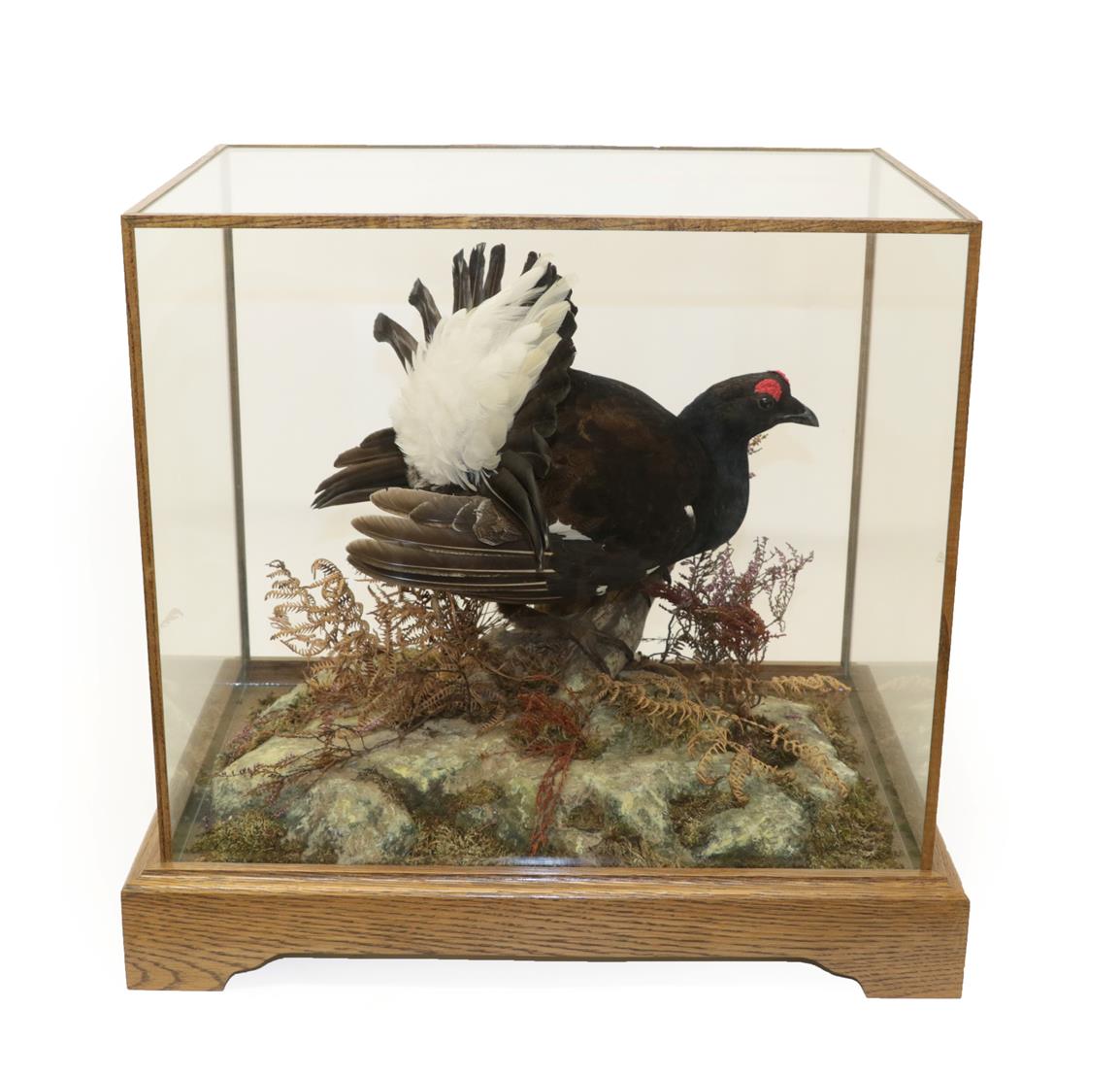 Lot 2328 - Taxidermy: A Cased Black-Grouse (Lyrurus tetrix), modern, by Brian Lancaster, Taxidermy,...