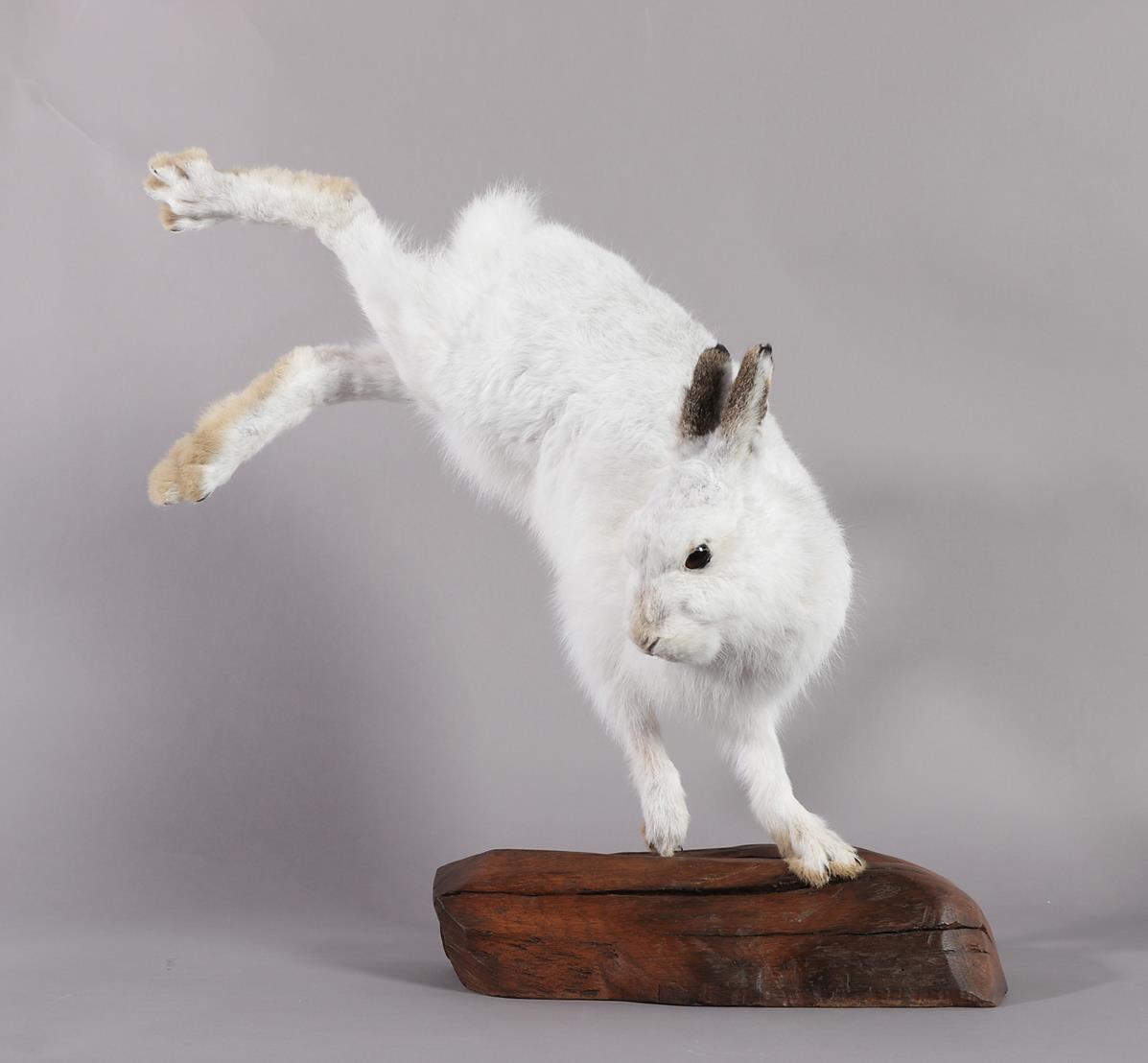 Lot 2329 - Taxidermy: Scottish Mountain Hare (Lepus timidus), modern, by Brian Lancaster, Taxidermy,...