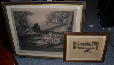 Lot 1108 - * Rosa Bonheur (1822-1899) Lions, pencil signed engraving, framed and glazed. 83cm by 104cm,...