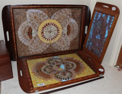 Lot 267 - Three butterfly trays of assorted sizes