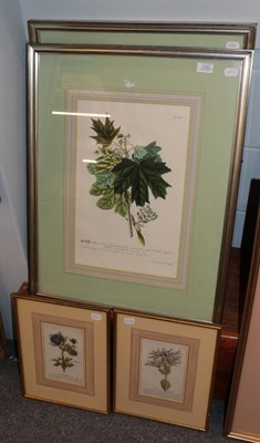 Lot 1192 - After John Jacob Haid ''Phyllanthus'' & ''Acer'' coloured prints, together with two further...