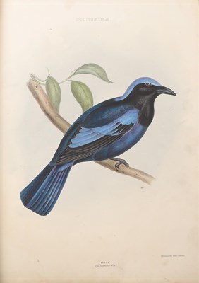 Lot 3207 - Bird Illustrations Copy Book of Birds, no date or text (presentation inscription dated 1868),...