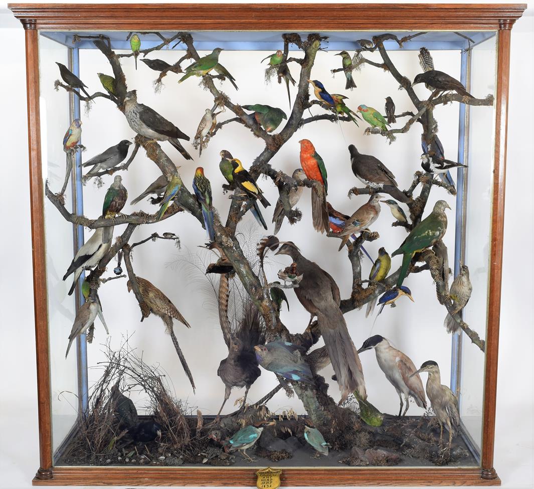 Lot 2114 - Taxidermy: A Large Cased Diorama of Birds Native to Australasia, circa 1872, Australia,...